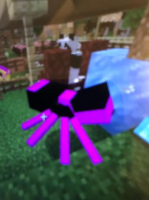 spider.jpg