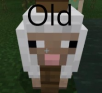 old sheep-1.jpg