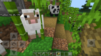 Sheep stuck in Bamboo-2.jpg