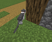 The cat is stuck outside the house due to its limited area, you can see a leash on the cat because of the fence inside the house. The cat can't move anymore.png