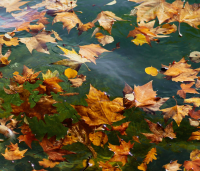 Dead Leaves on water.png